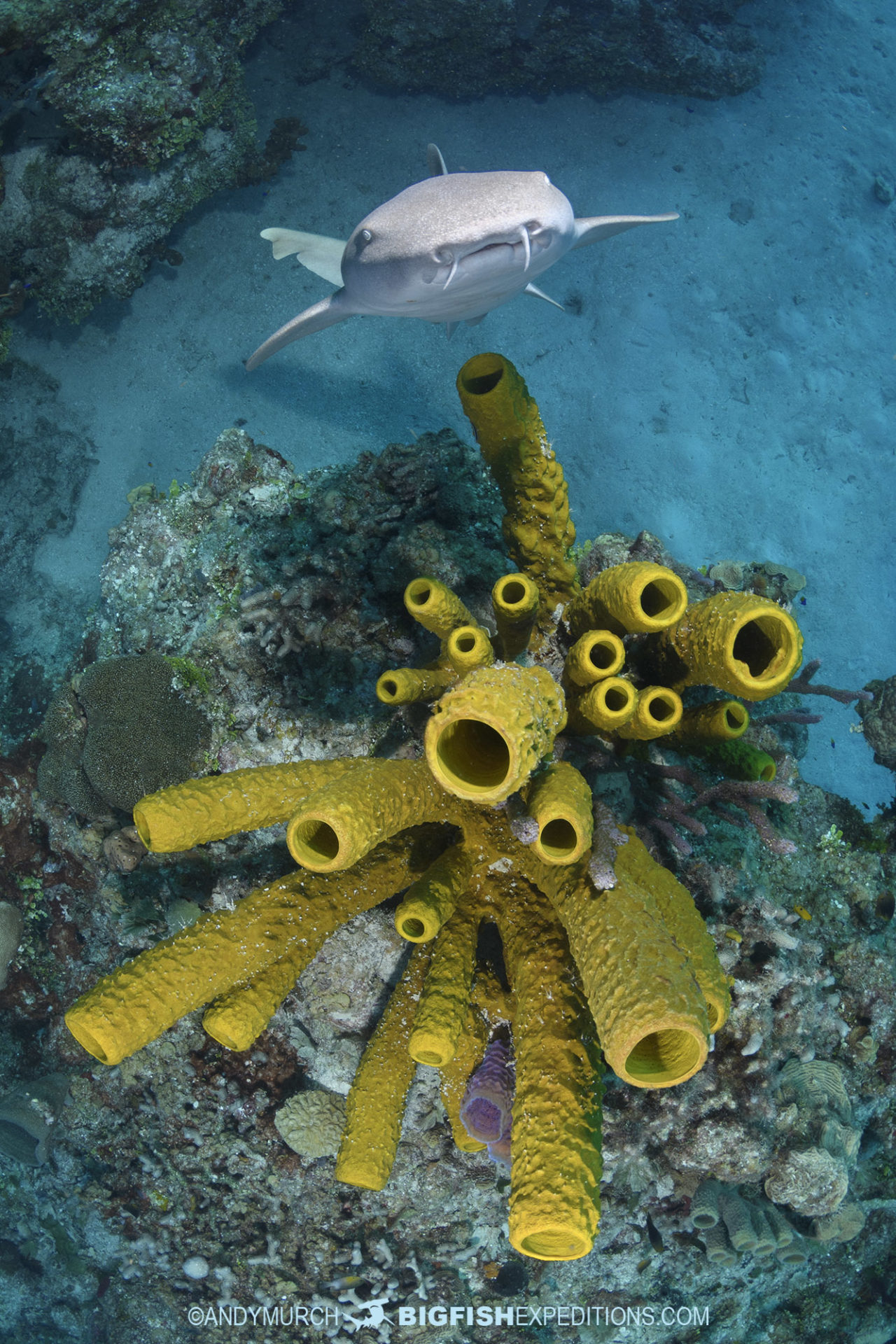 Diving with nurse sharks at Chinchorro Atoll