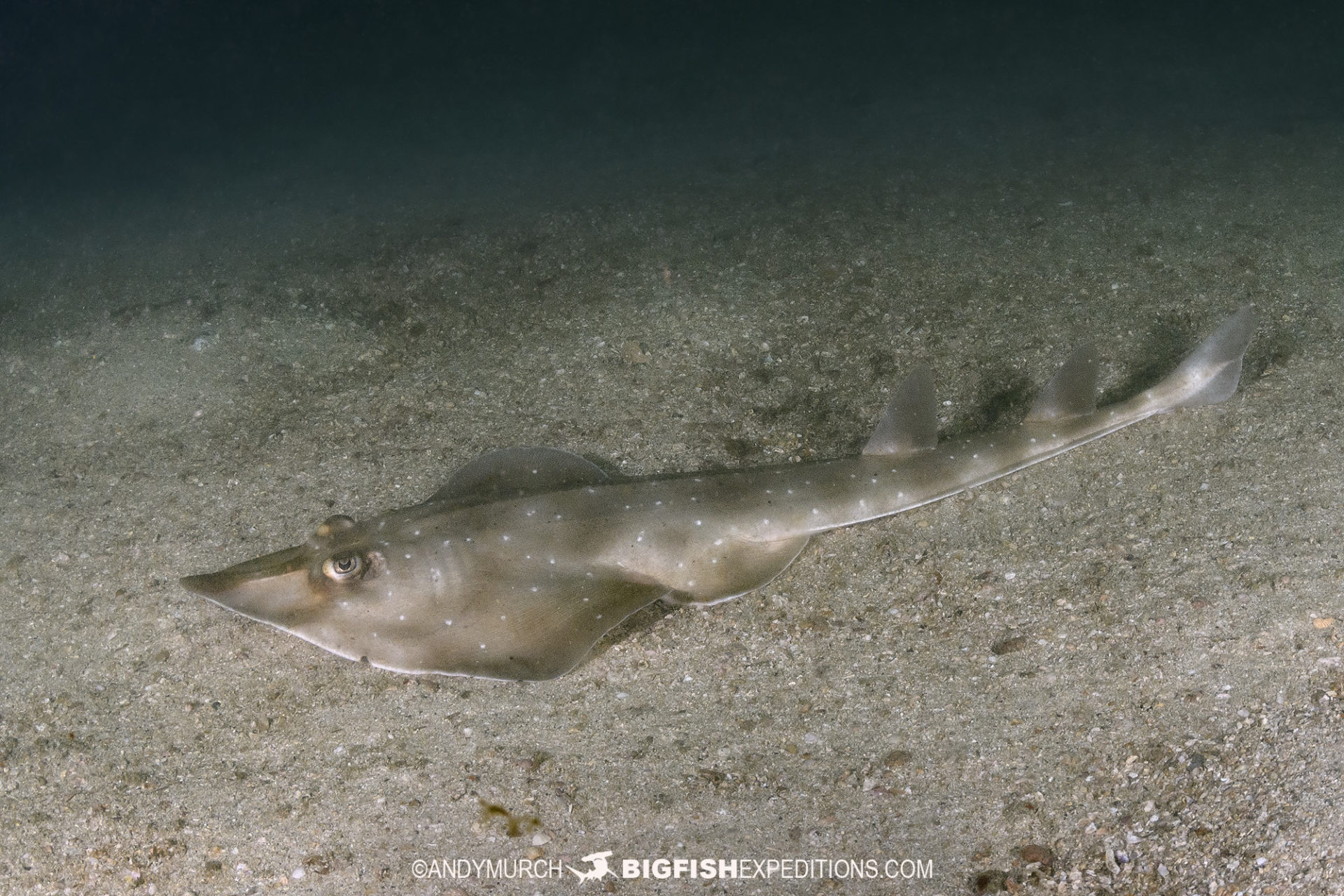 Gorgona Guitarfish Diving in Costa Rica.