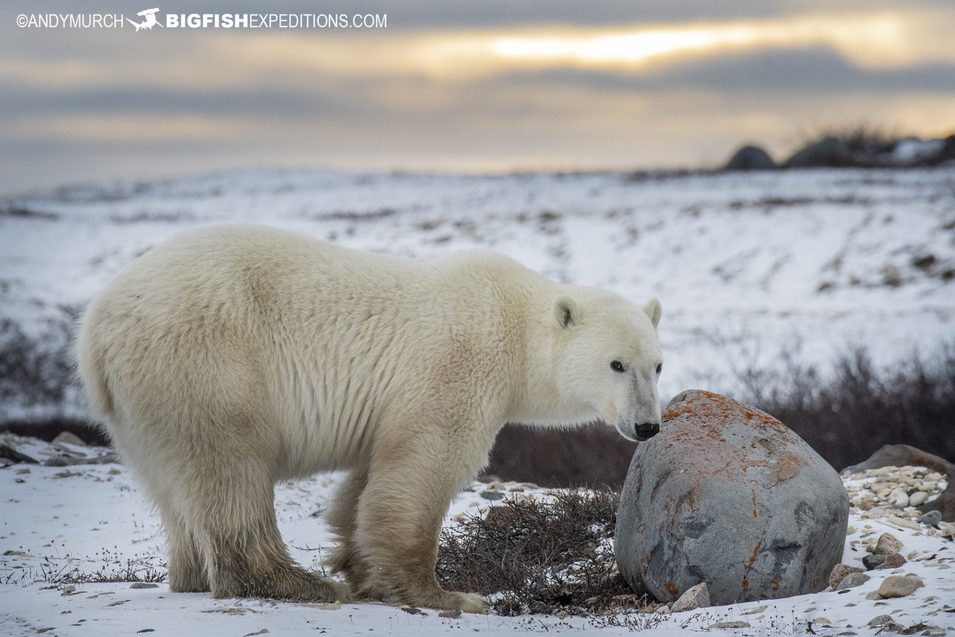 Polar Bear tour in Churchill, Manitoba.