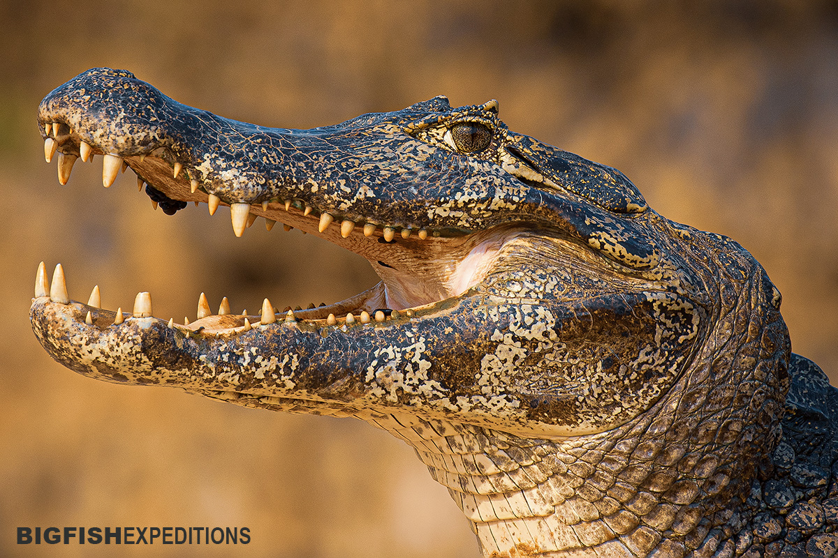 Caiman in the Pantanal