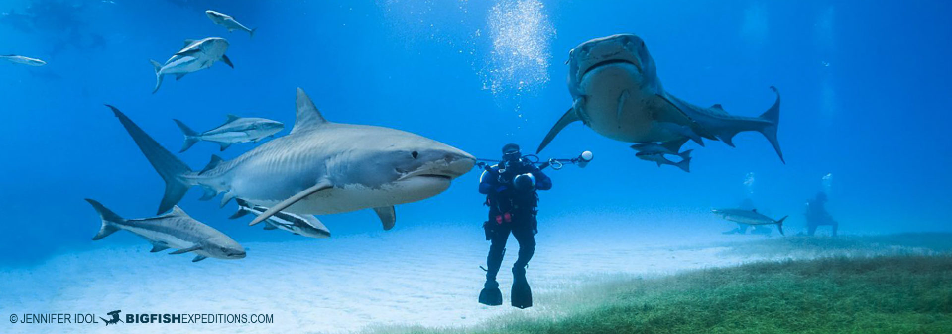 Tiger shark diving