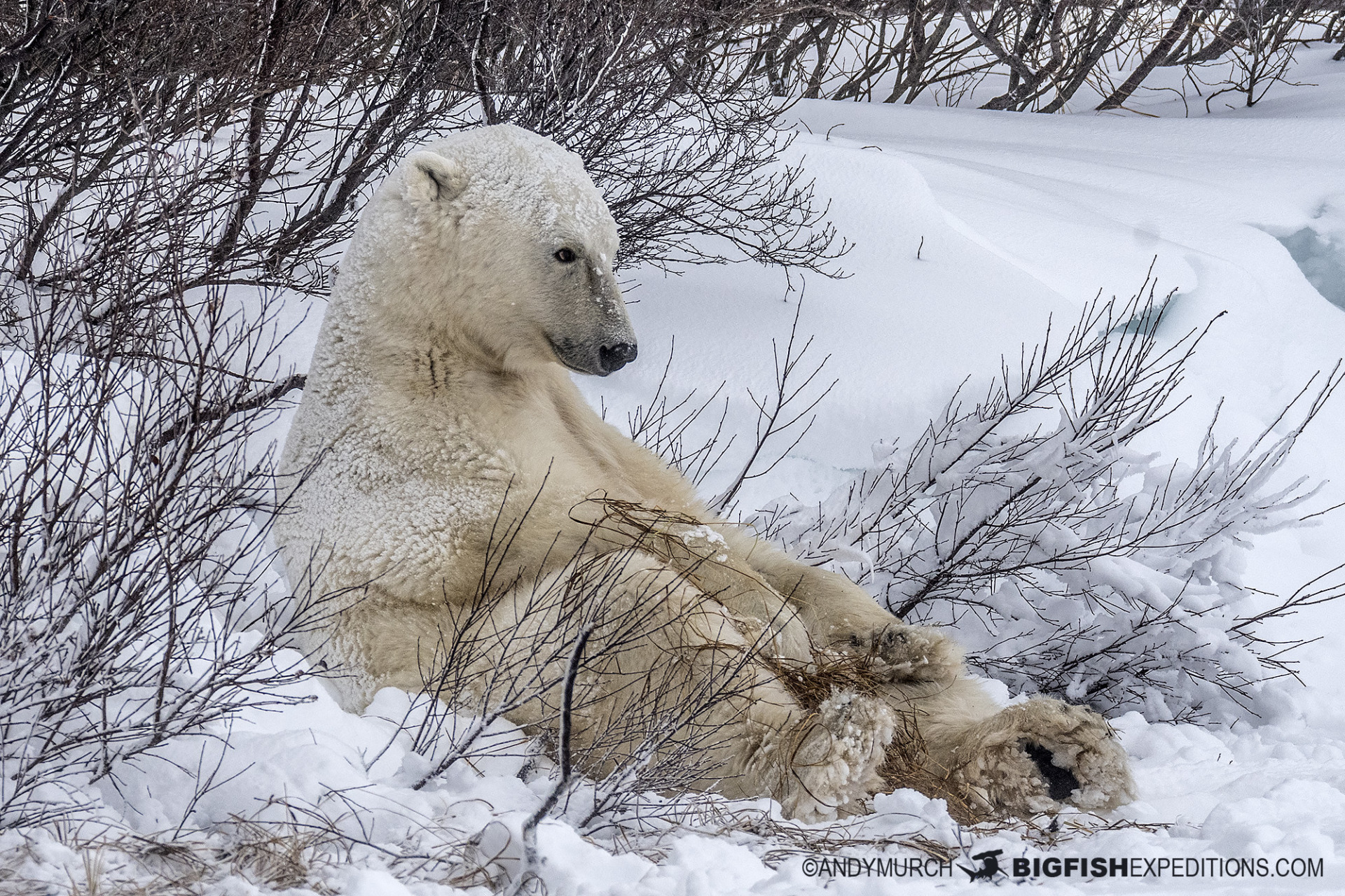 Polar bear photography tour