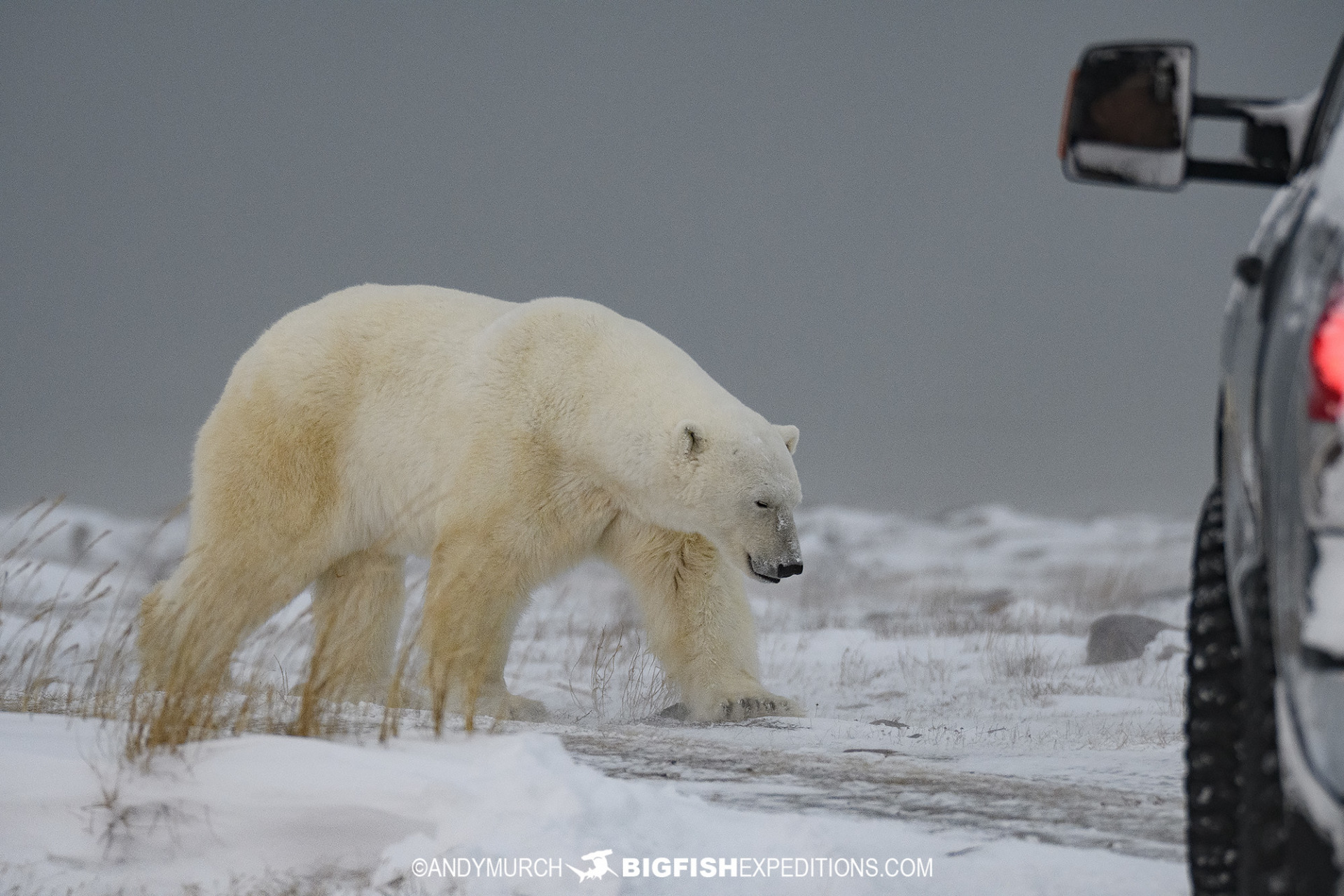 Polar bear photography tour