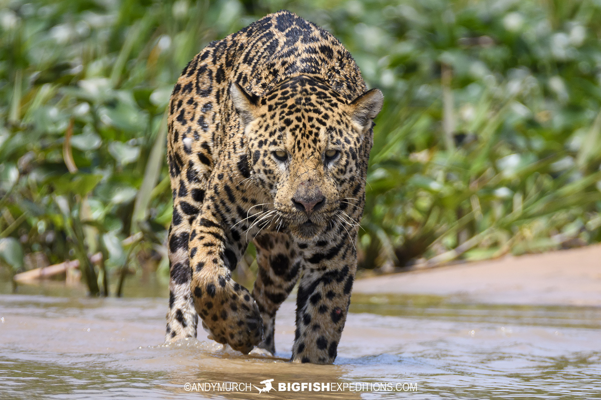 Jaguar and Ocelot Photography tour.