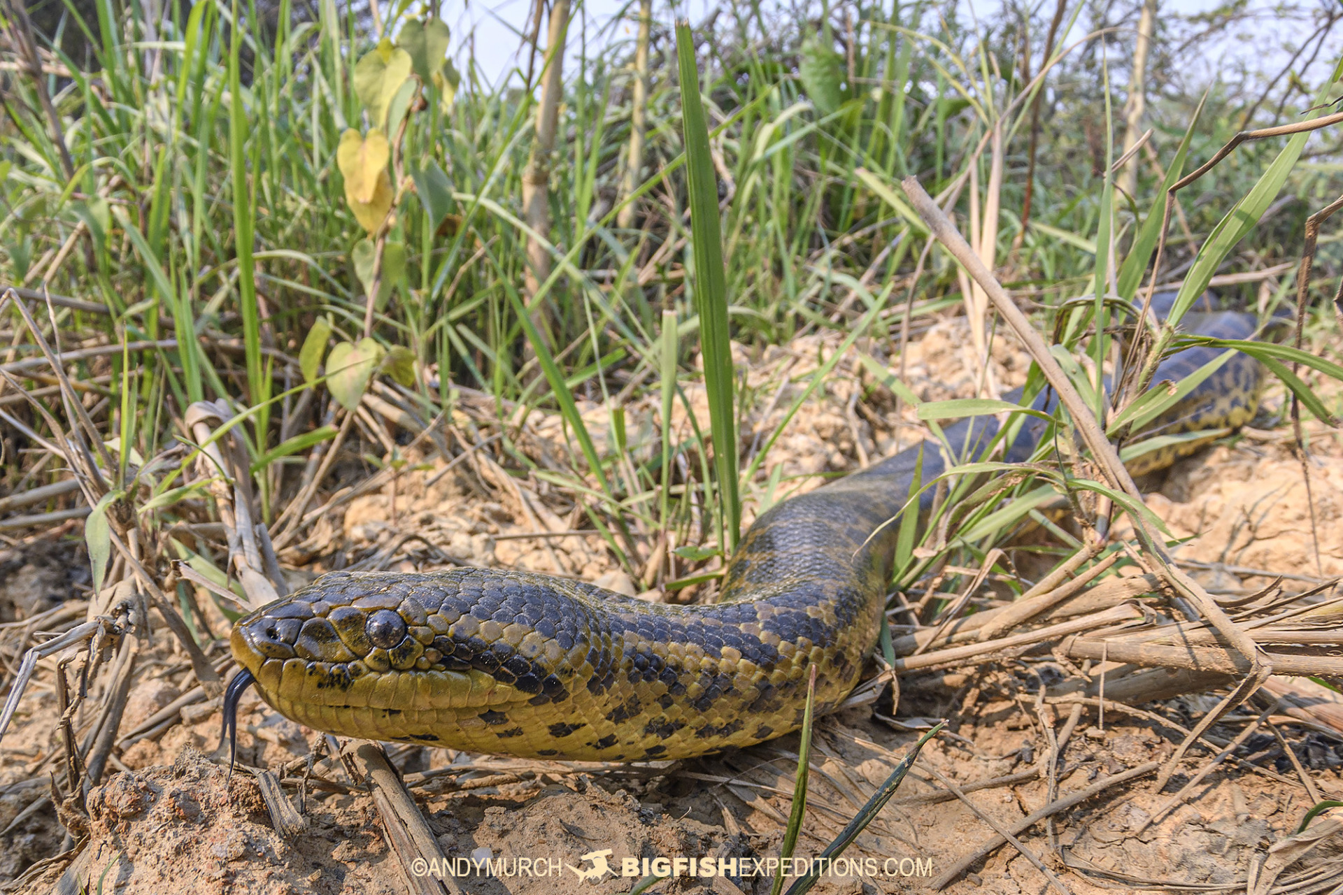 Yellow Anaconda encounter in the Pantanal.