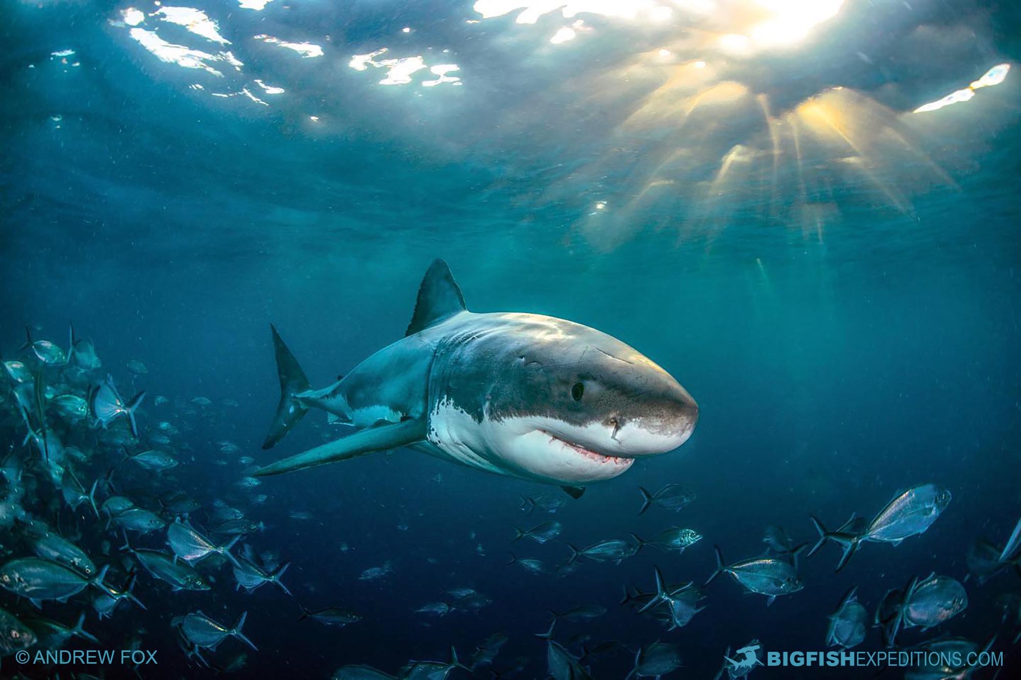Cage diving with great white sharks at the Neptune Islands in South Australia.