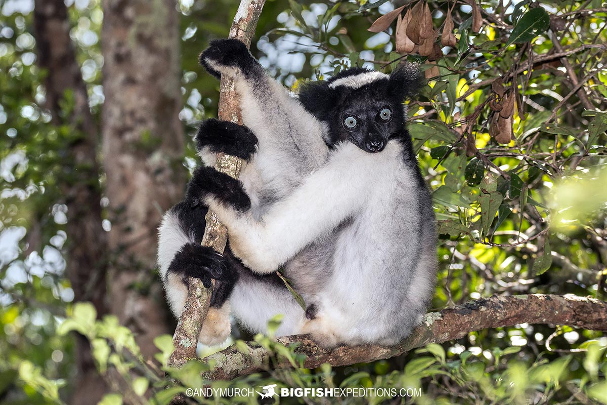 Madagascar Wildlife Trekking Photography Safari.