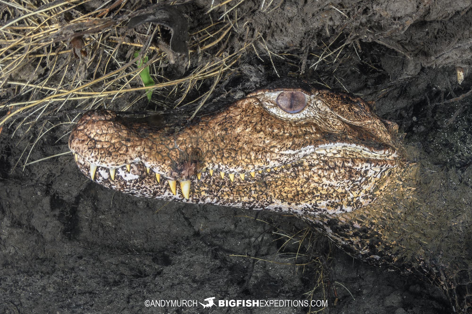 Cuvier's Dwarf Caiman close up.