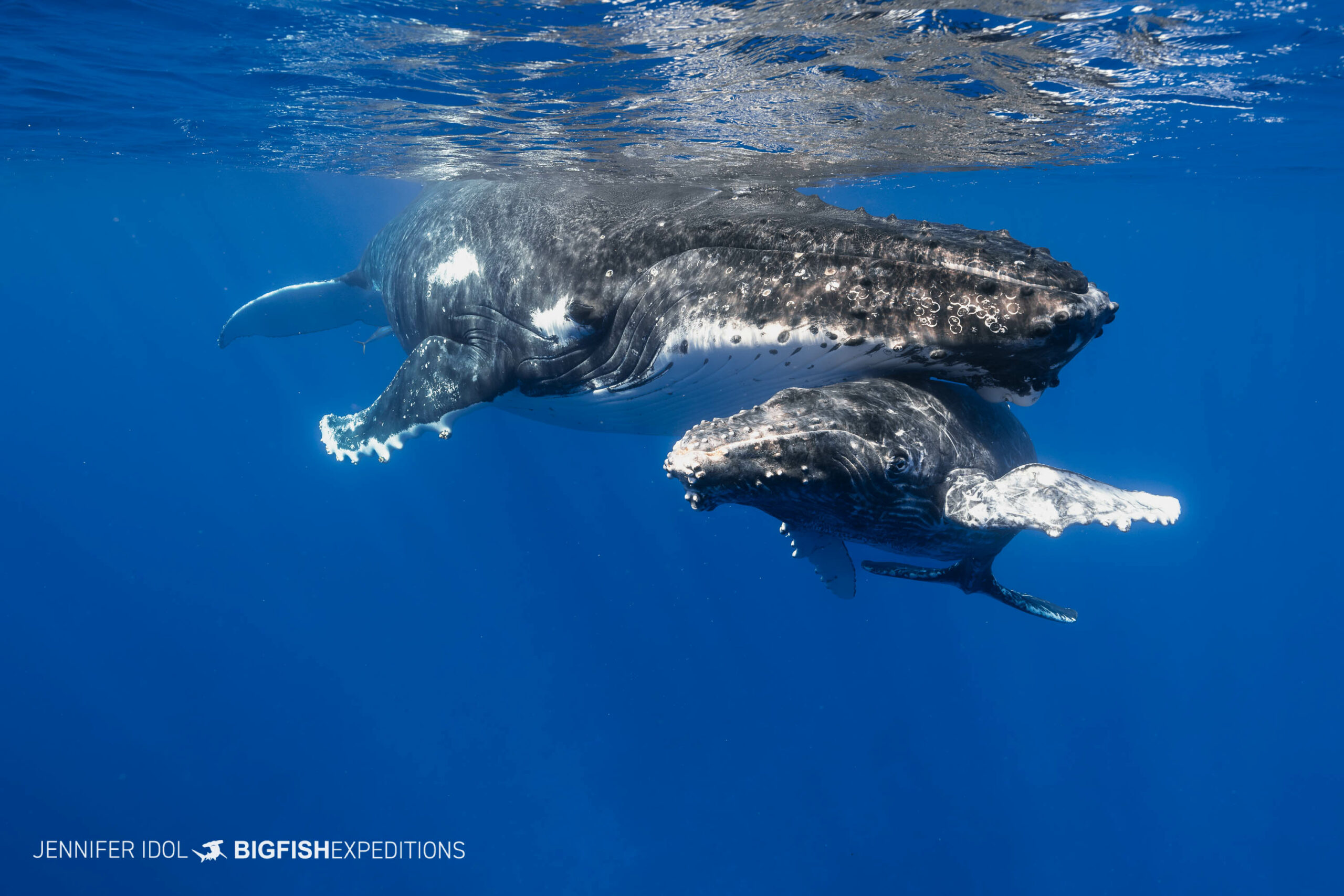 Humpback mother resting with her calf.