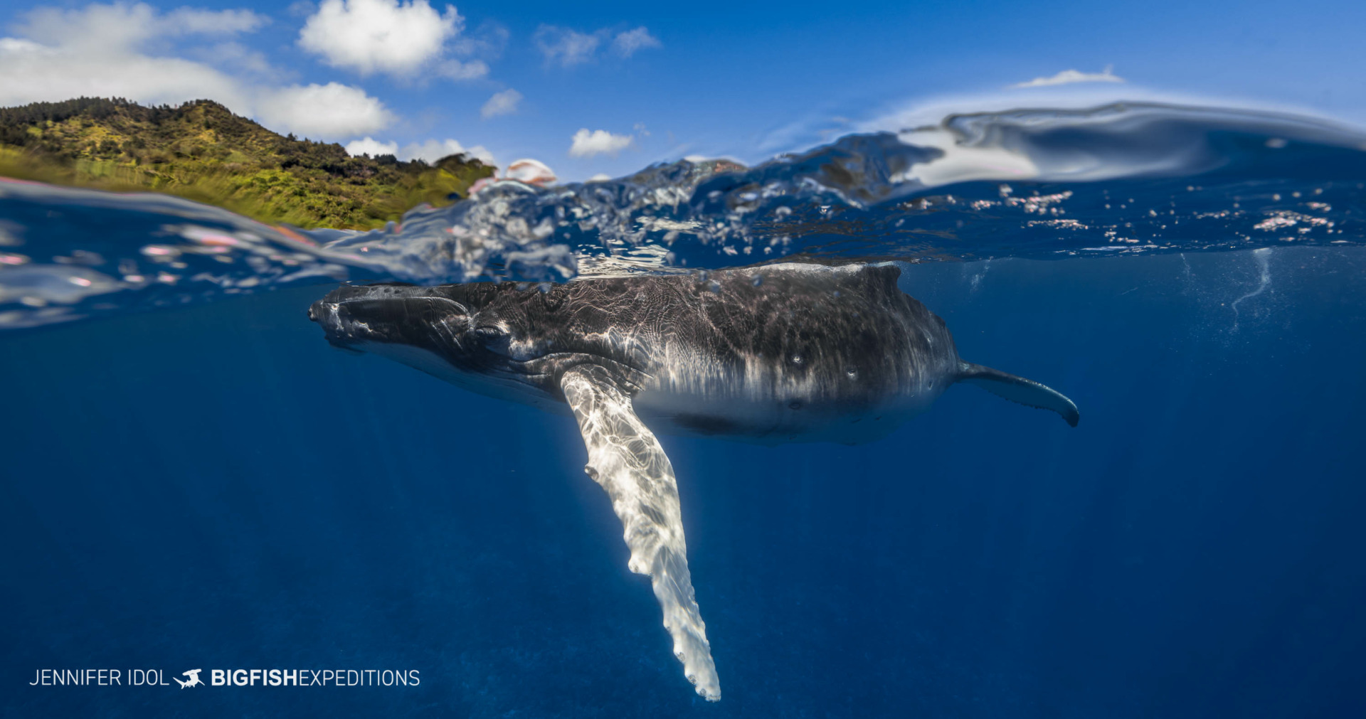 Humpback whale with Rurutu Island in the background.