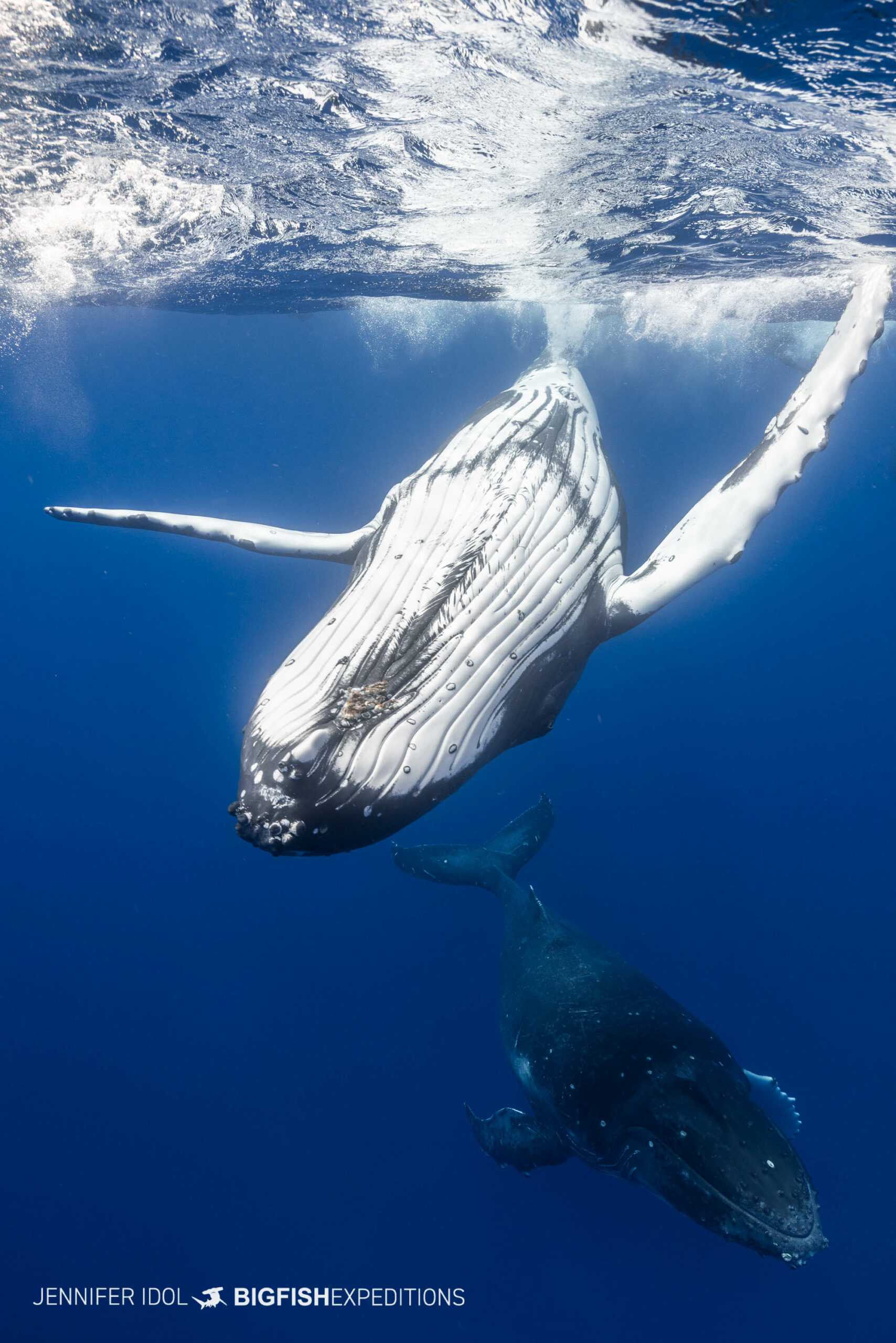 Humpbacks playing in Rurutu.