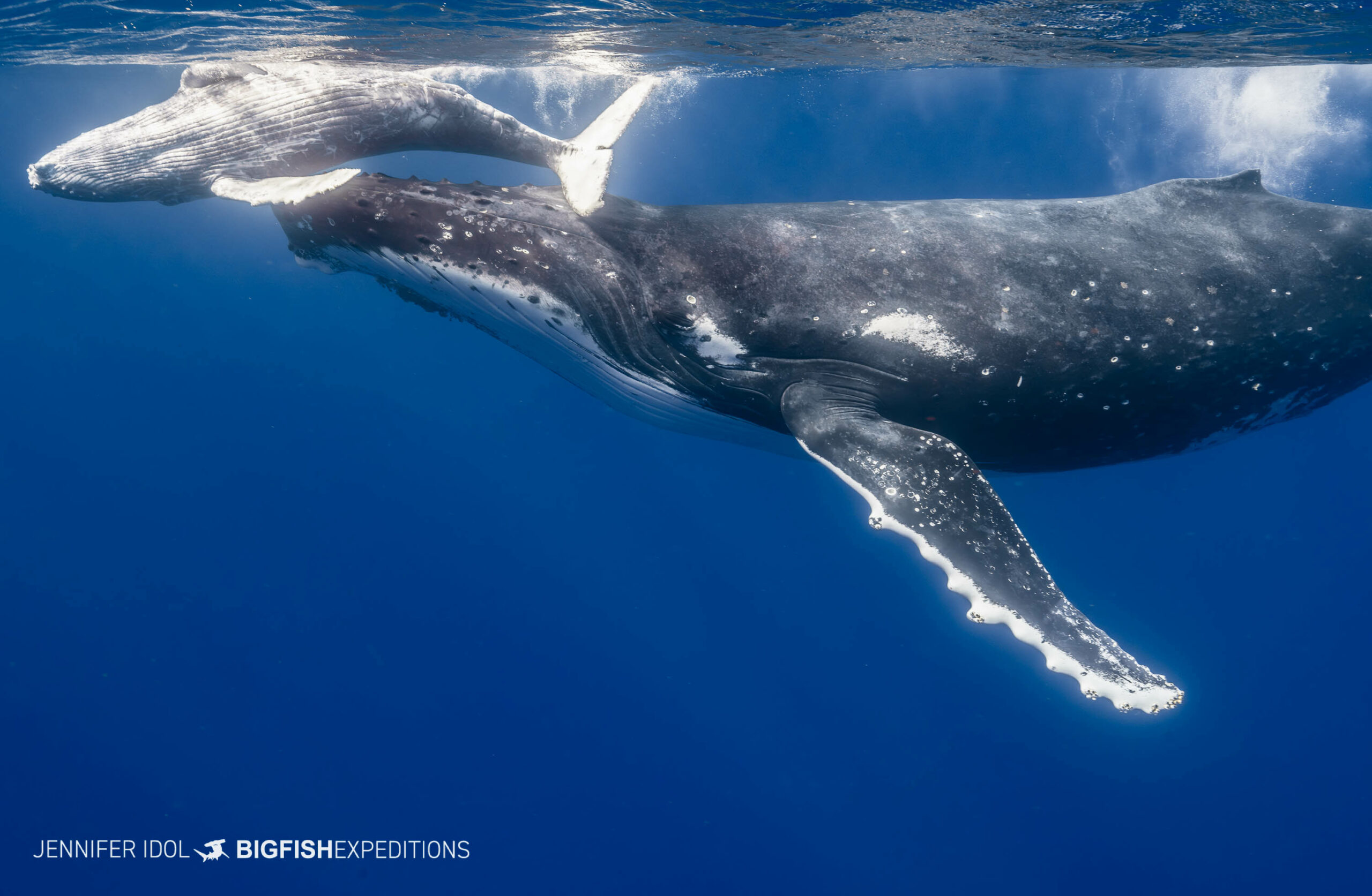Humpback mother and calf in Rurutu.