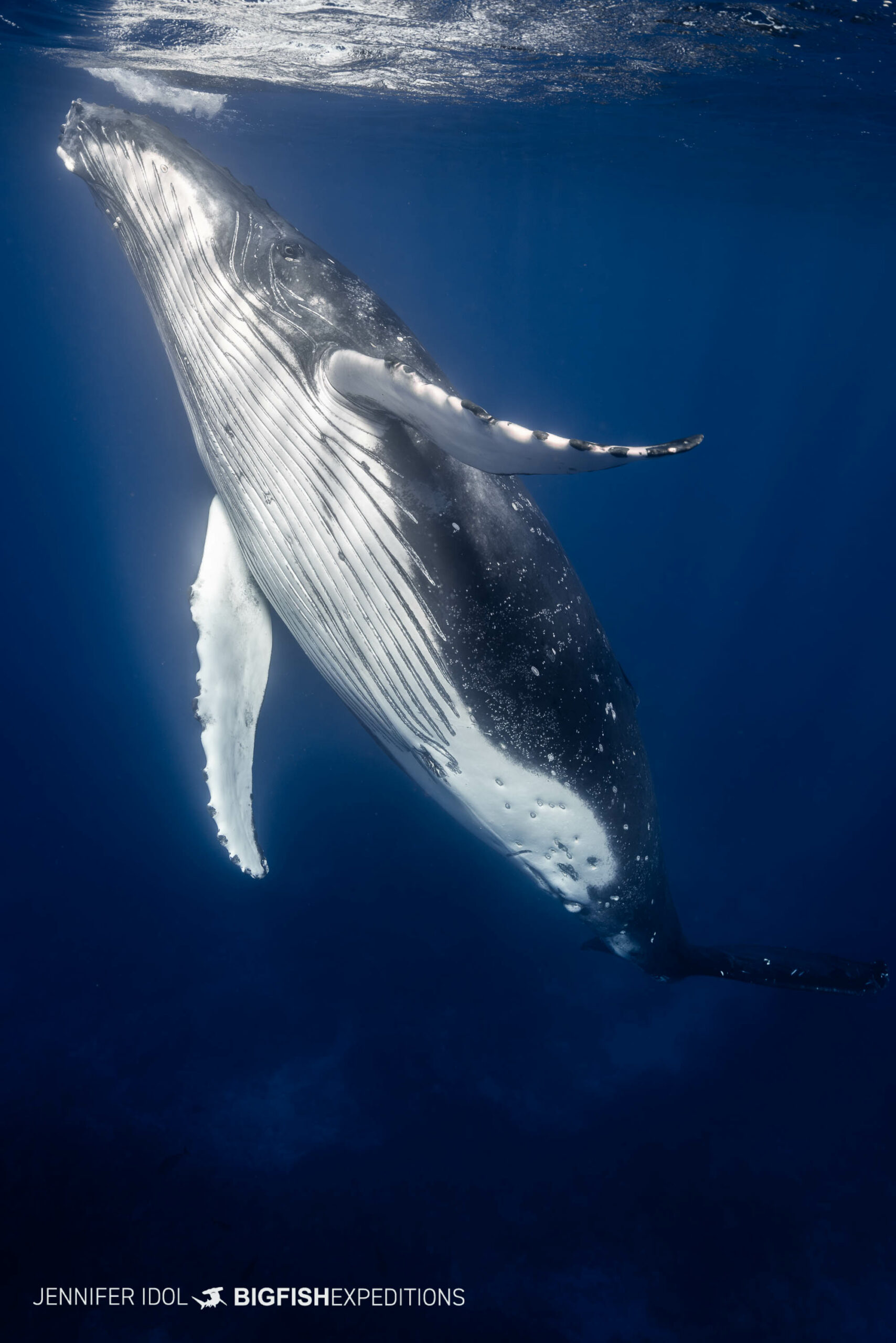 Swimming with humpback whales in Rurutu, French Polynesia.