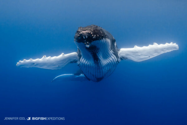 Snorkeling with Humpback Whales in Rurutu, French Polynesia.