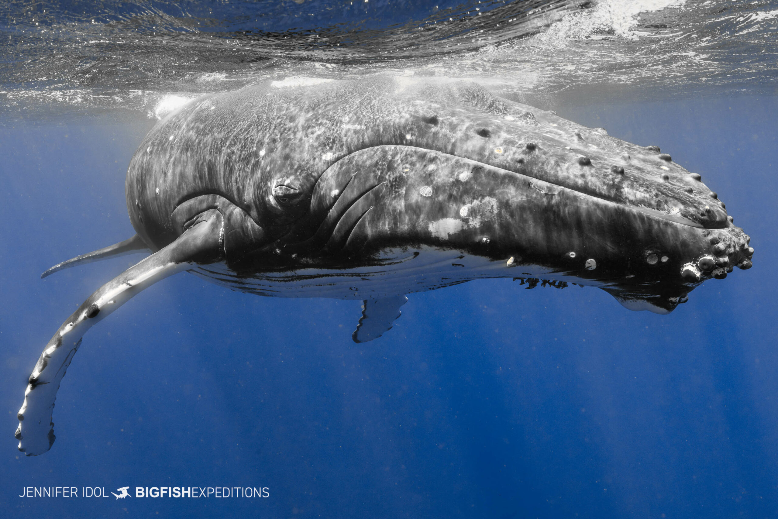 Swimming with humpback whales in Rurutu, French Polynesia.