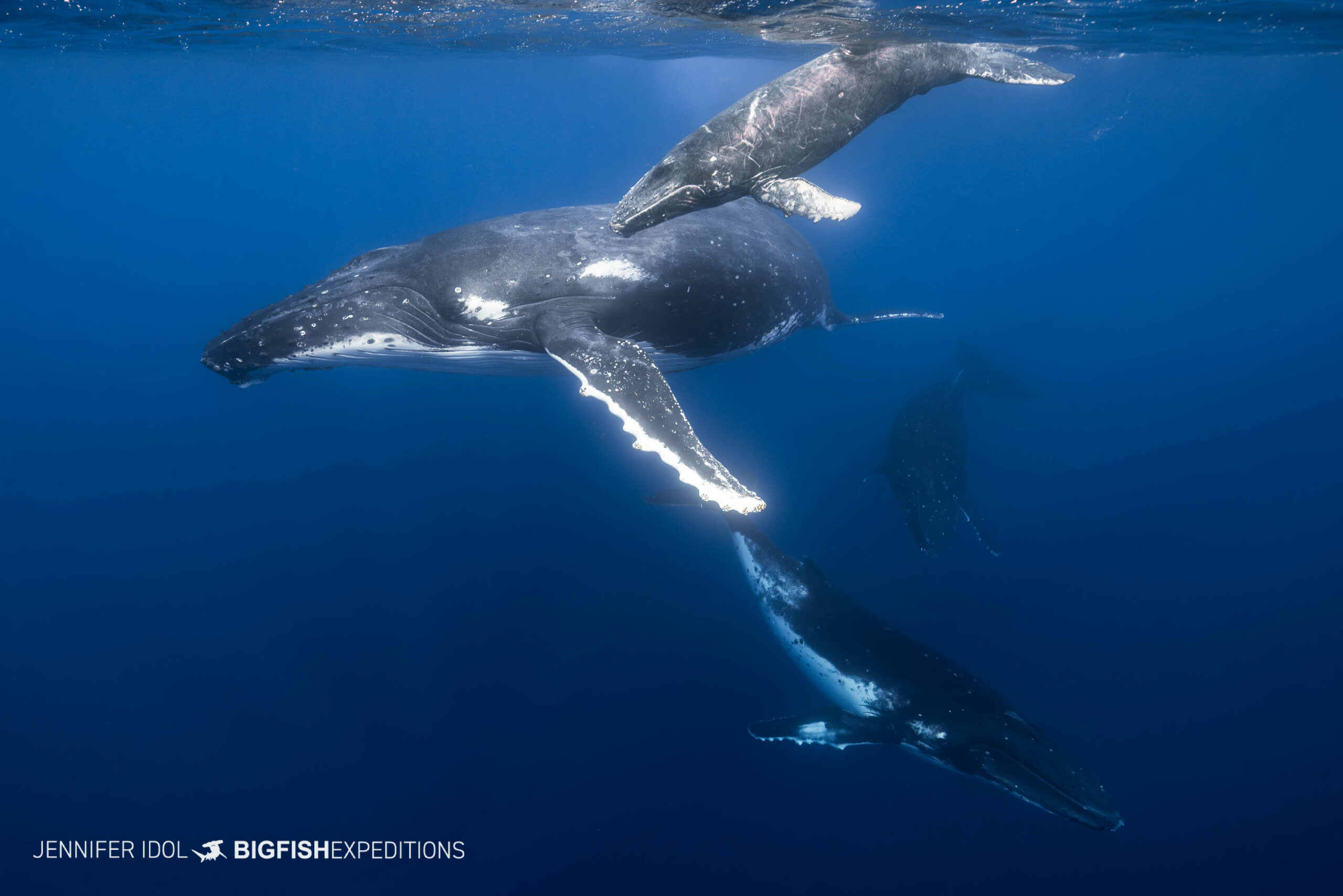 Swimming with a family of humpback whales in Rurutu, French Polynesia.