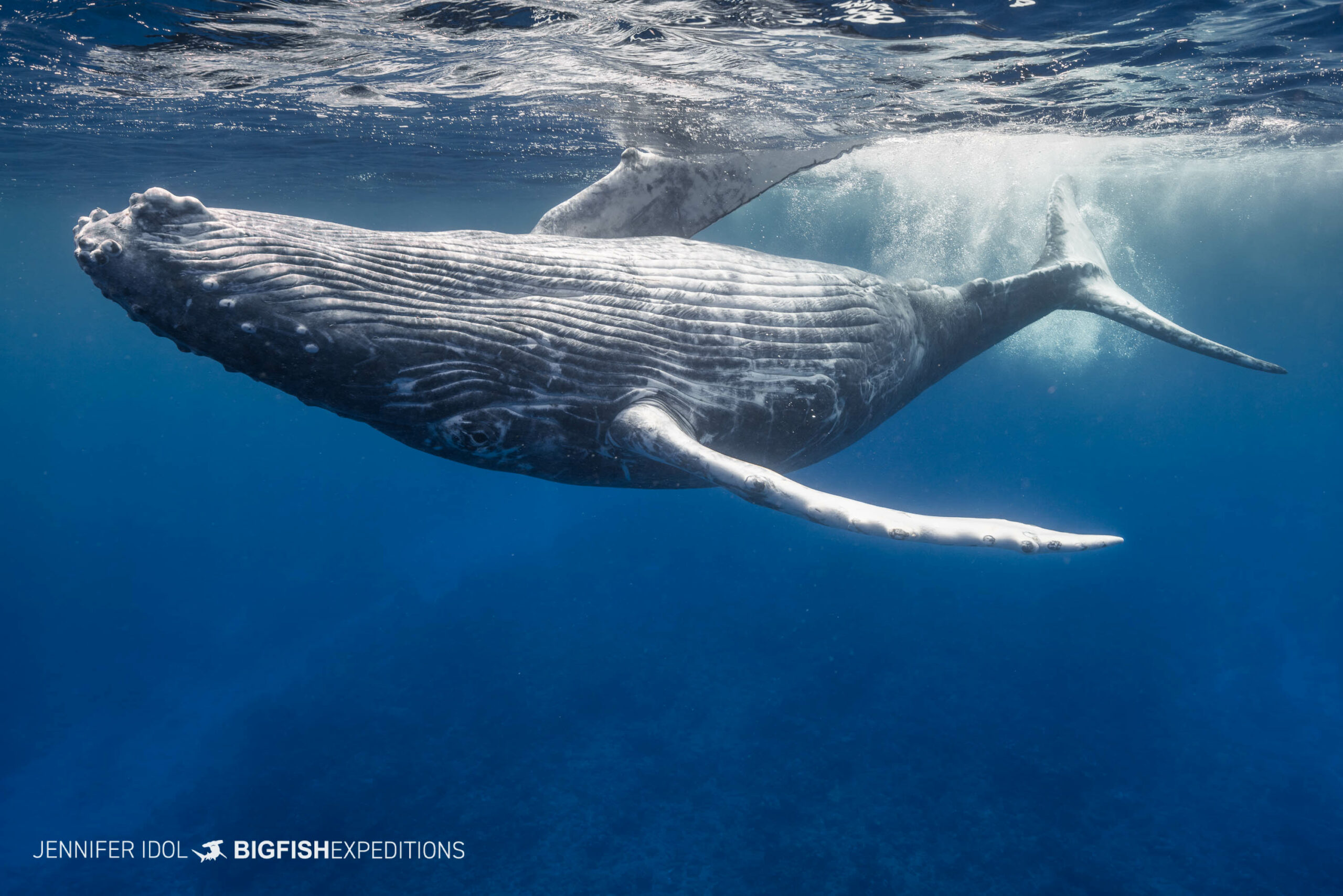 Swimming with humpback whales in Rurutu, French Polynesia.