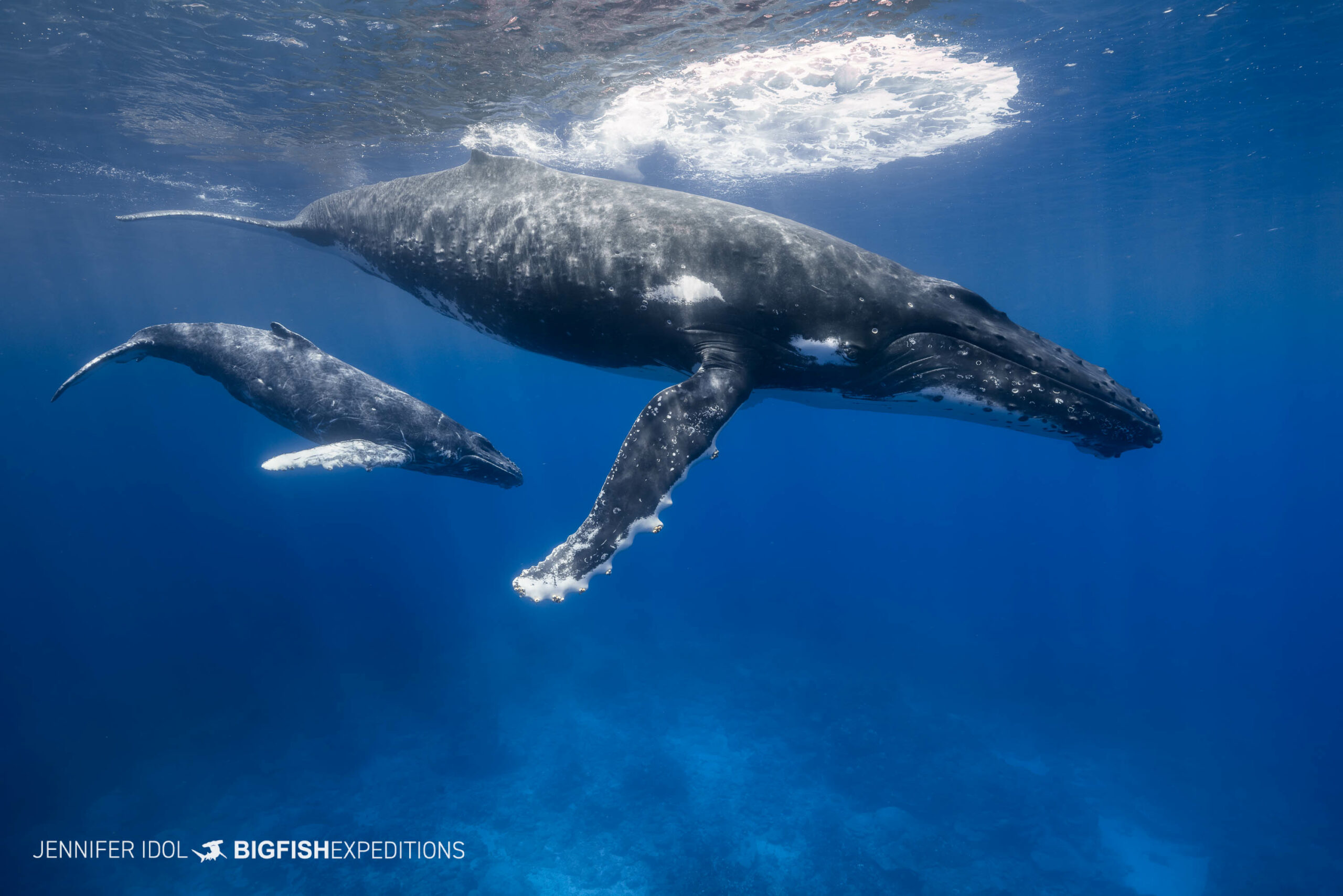 Humpbacks playing in Rurutu.
