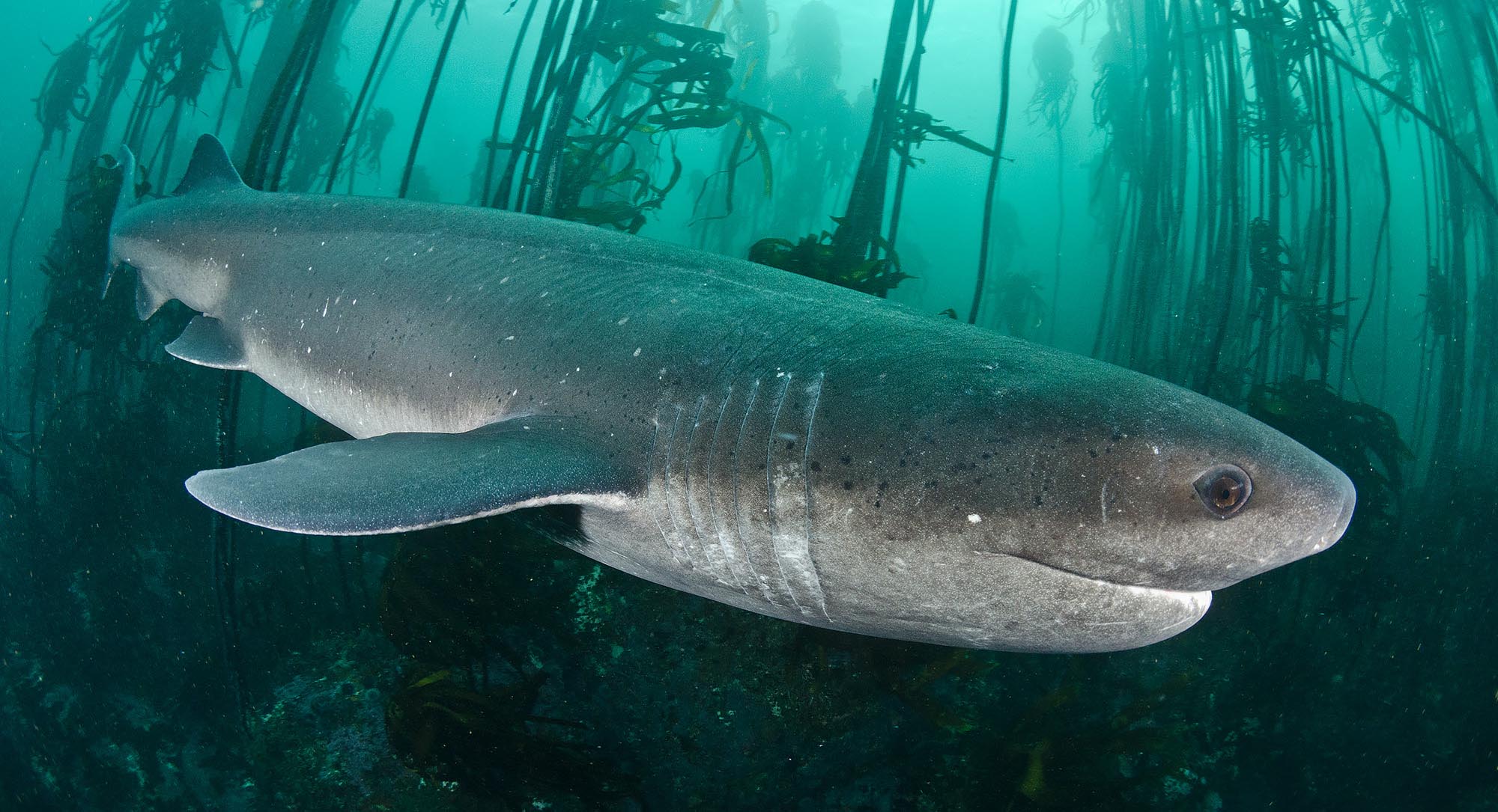 Diving with sevengill sharks in South Africa.
