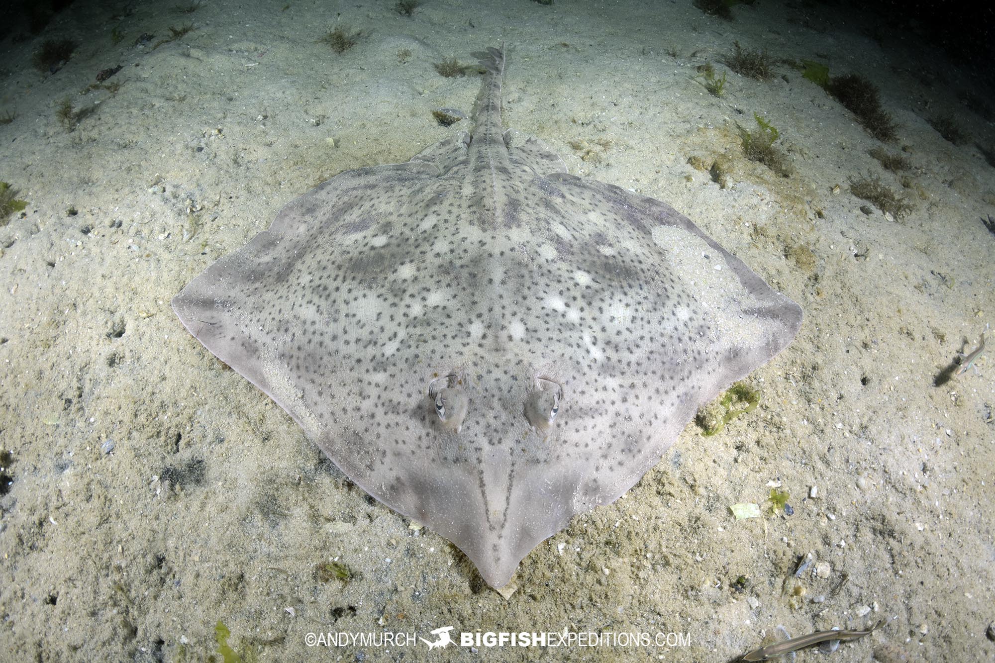 Biscuit skate at Long Beach, South African Shark Safari.