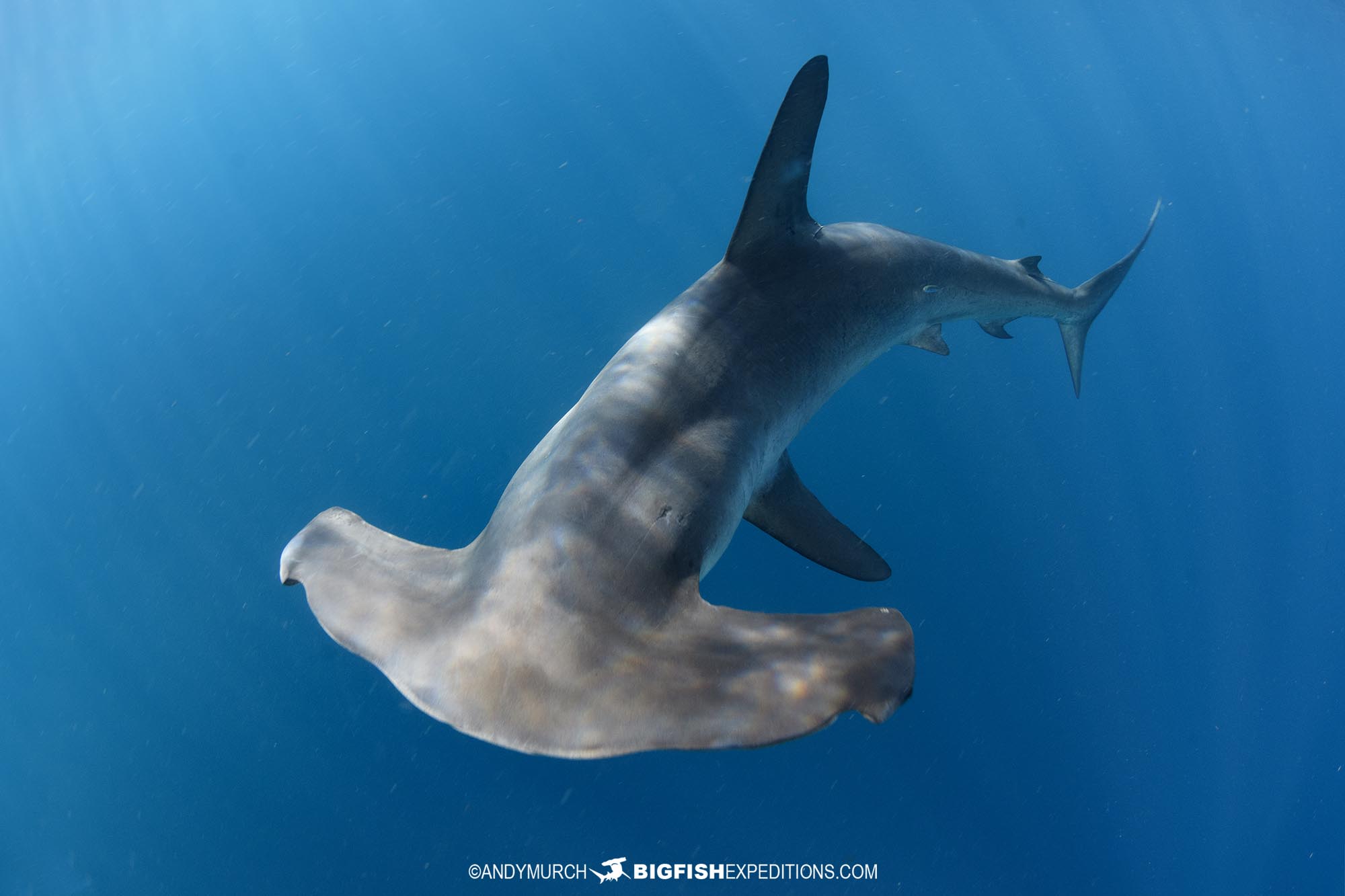 Smooth hammerhead snorkeling trip in Baja