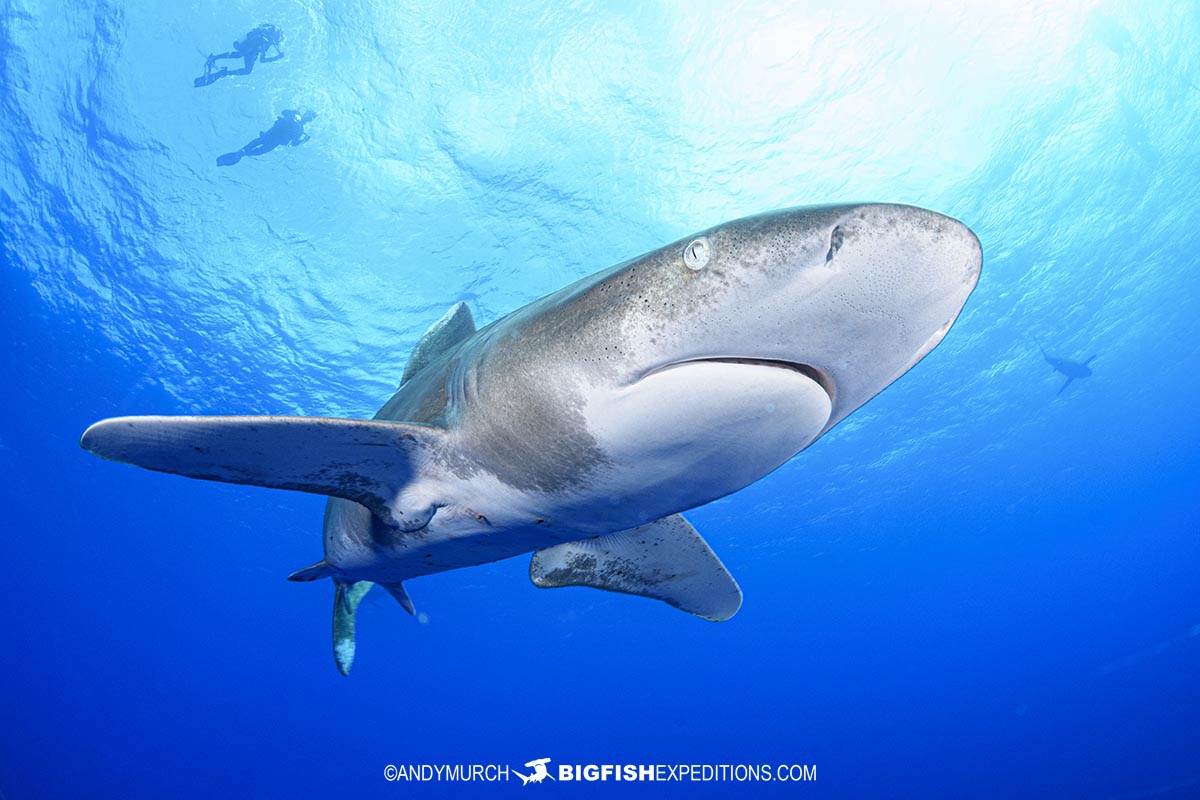 Diving with Oceanic Whitetip Sharks at Cat Island in the Bahamas.