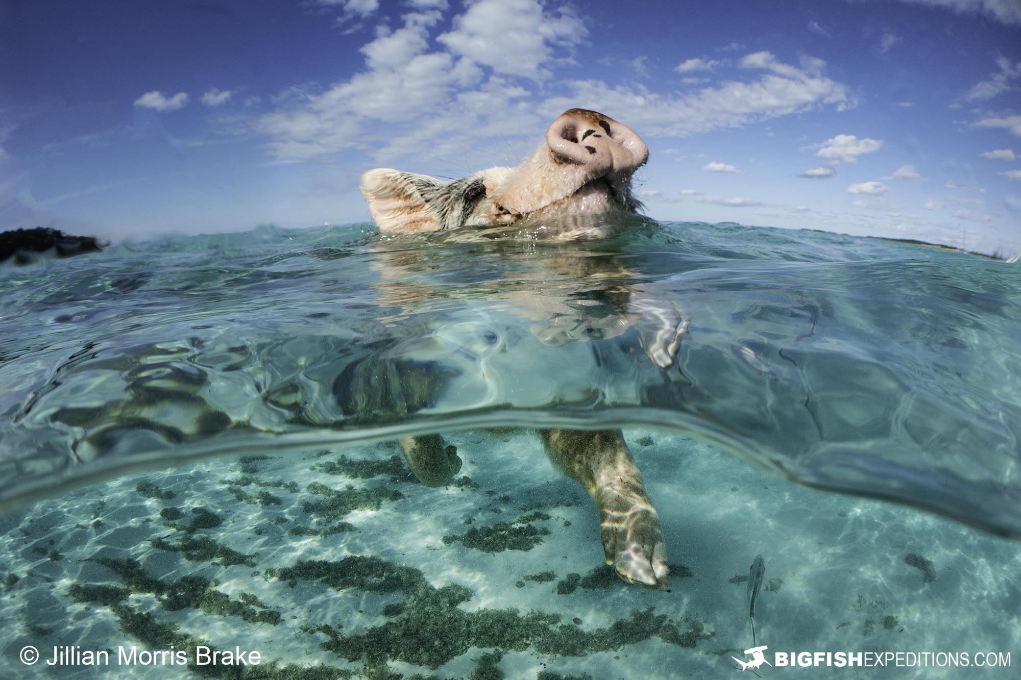 Pig Island swimming pig photography.