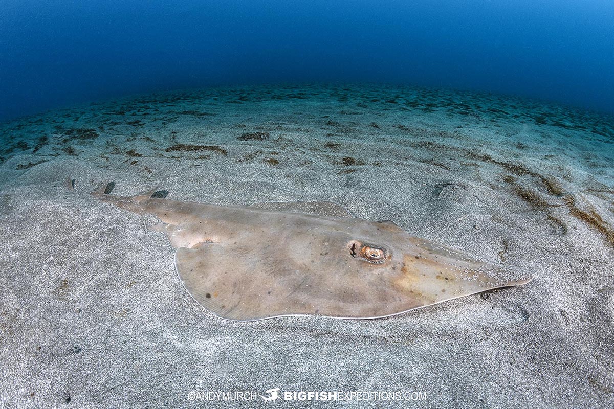 Drift dive with bottlenose guitarfish in Honshu, Japan.