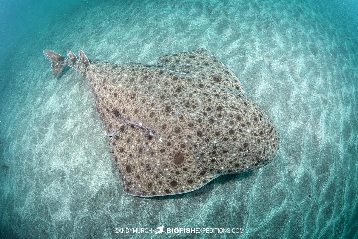 Scuba diving with a clouded angelshark on the boso peninsula in Japan.