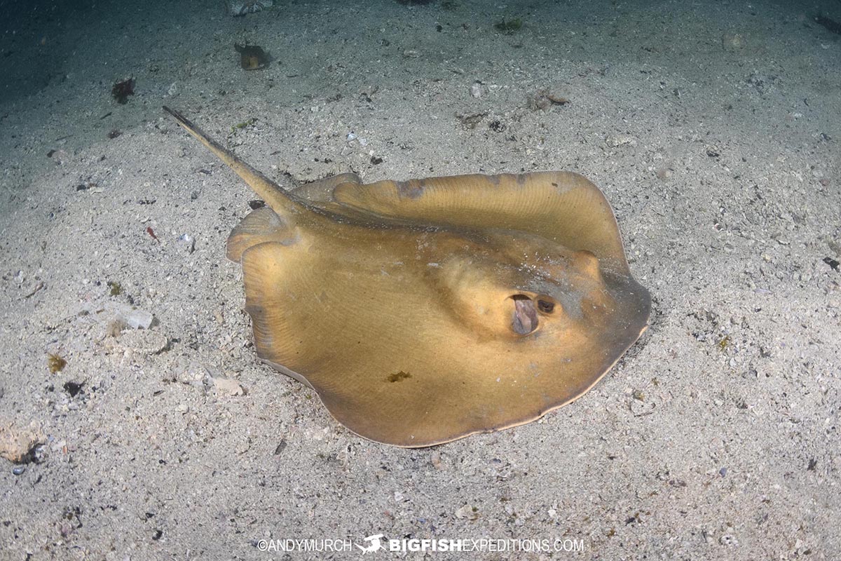 Izu stingray in Japan.