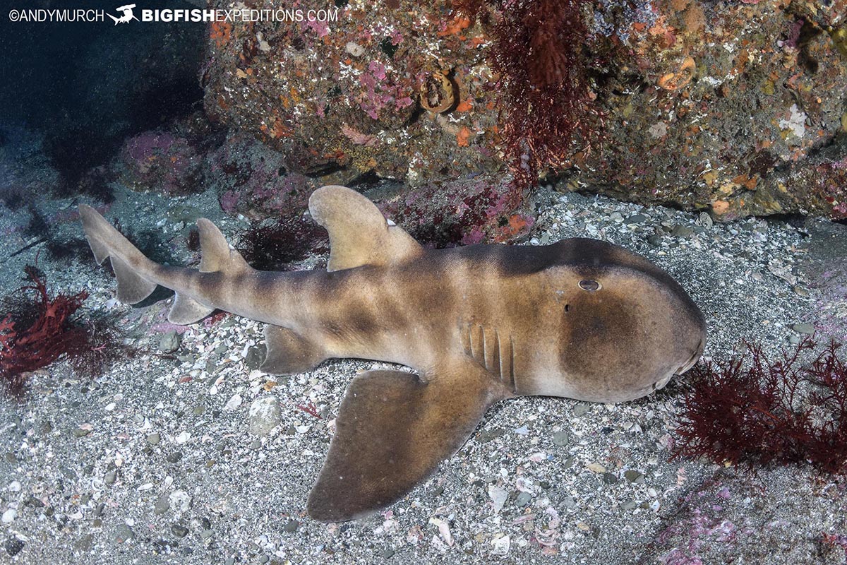 Japanese Shark Diving Safari.