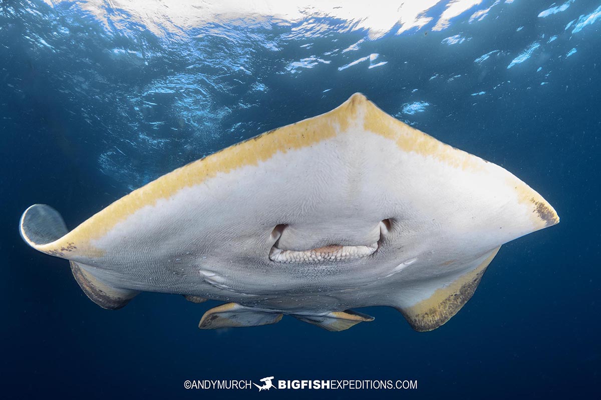 Red stingray swimming in Japan.