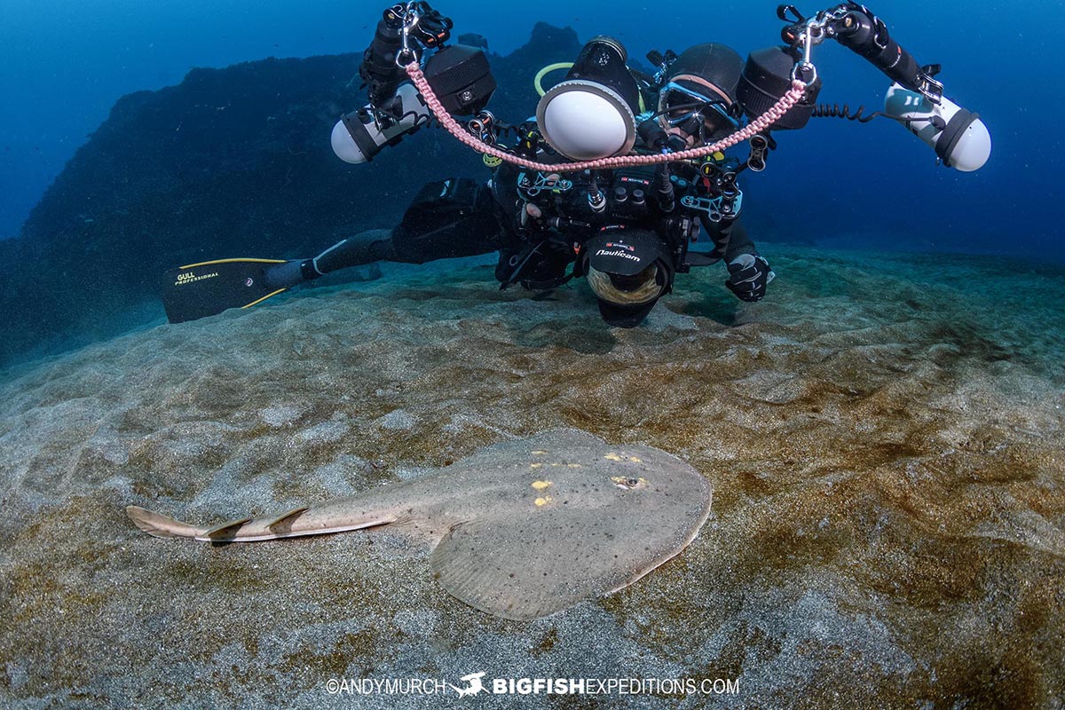 Diving with sharks and rays in Japan.
