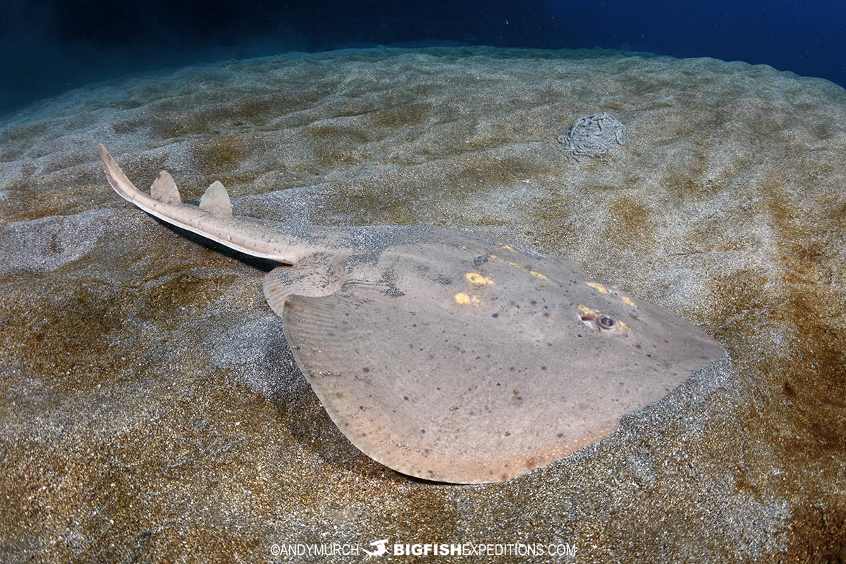Yellowspotted fanray diving in Japan 2024.