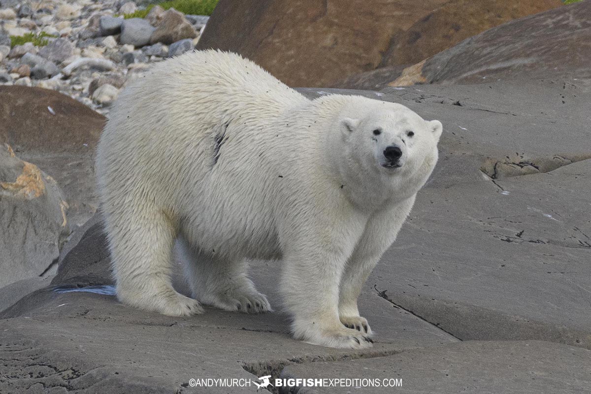 Polar bear photography tour in Churchill, Canada.