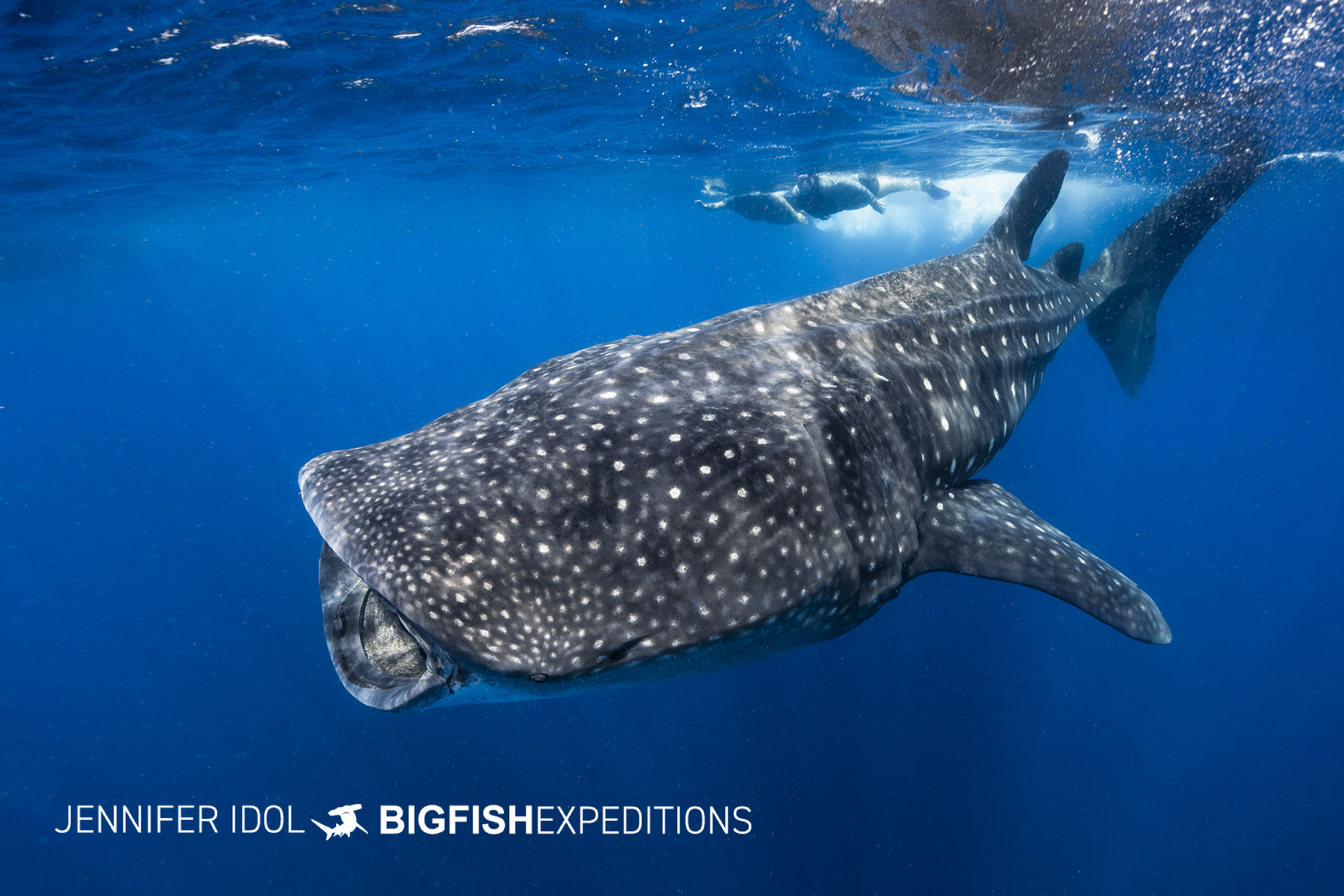 Whale Shark snorkeling tour.
