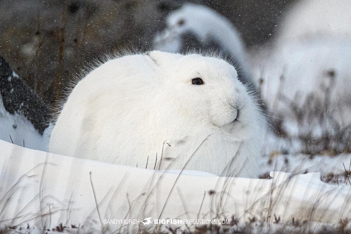 Arctic Hare on the tundra. Polar Bear Photography Tour 2023