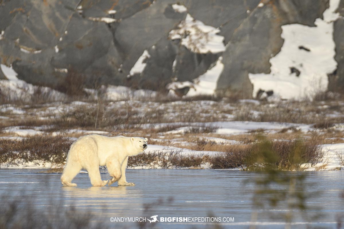 Polar Bear walking on the ice.