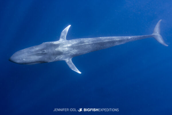 Blue whale snorkeling