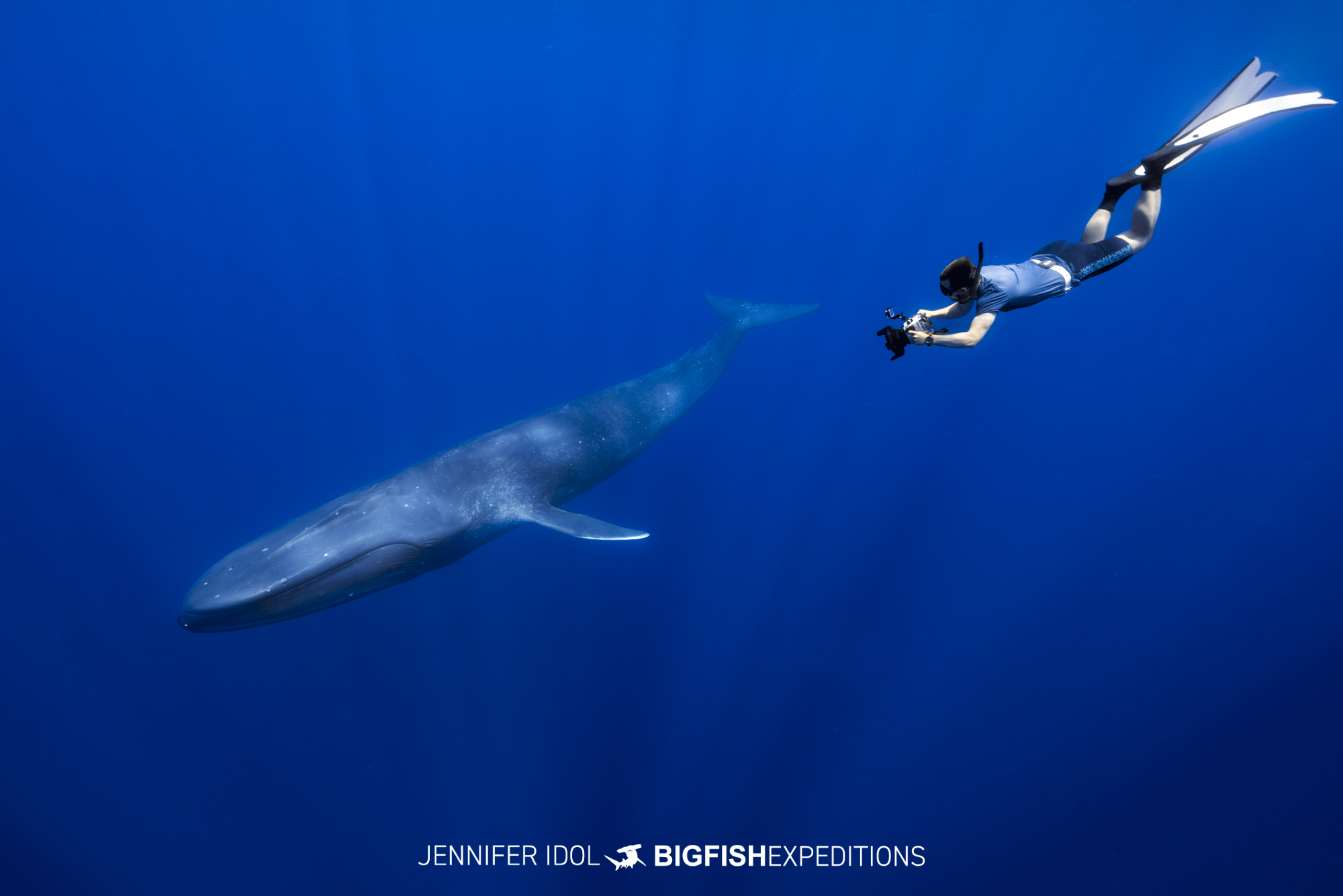Swimming with blue Whales in Timor.
