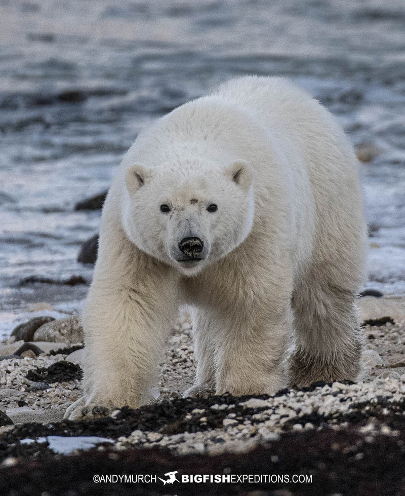 Polar Bear tour on the tundra in Churchill, Canada.