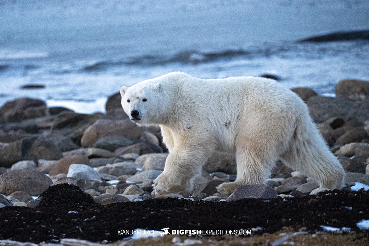 Polar Bear photography tour Churchill, Canada.