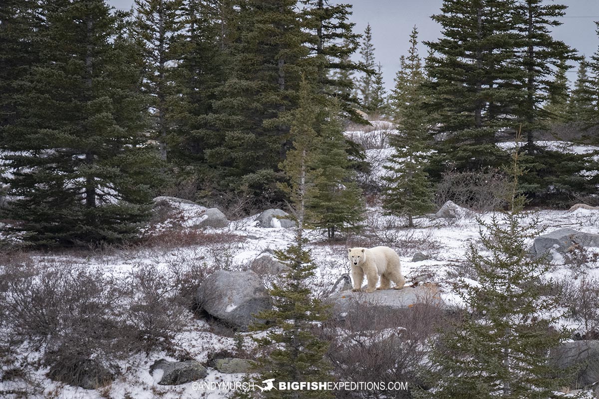 Distant Polar Bear on a bluff surrounded by spruce trees near Churchill, Canada.