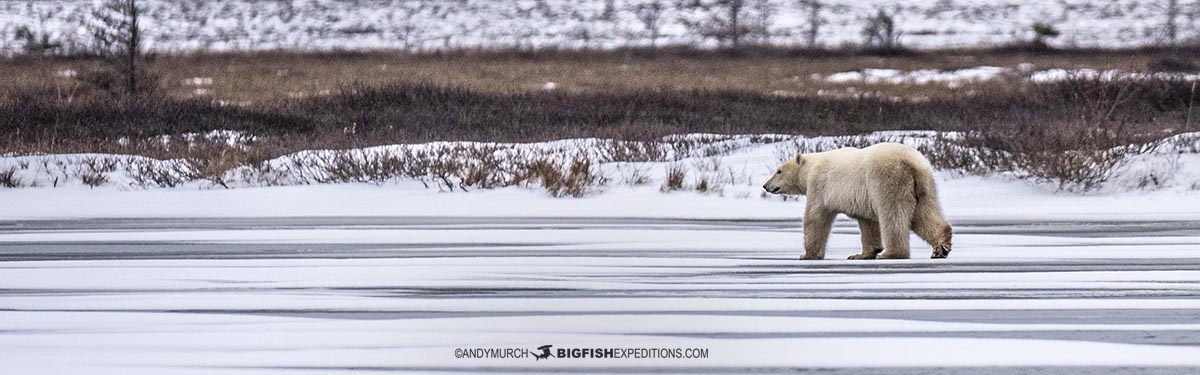 Polar Bear crossing a lake near Churchill, Canada.