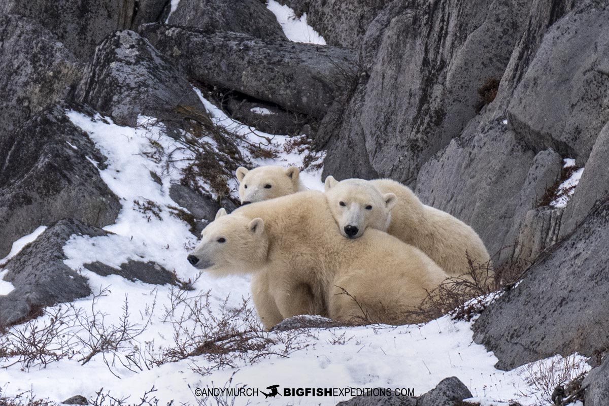 Polar Bear mom and cubs in Churchill, Manitoba.