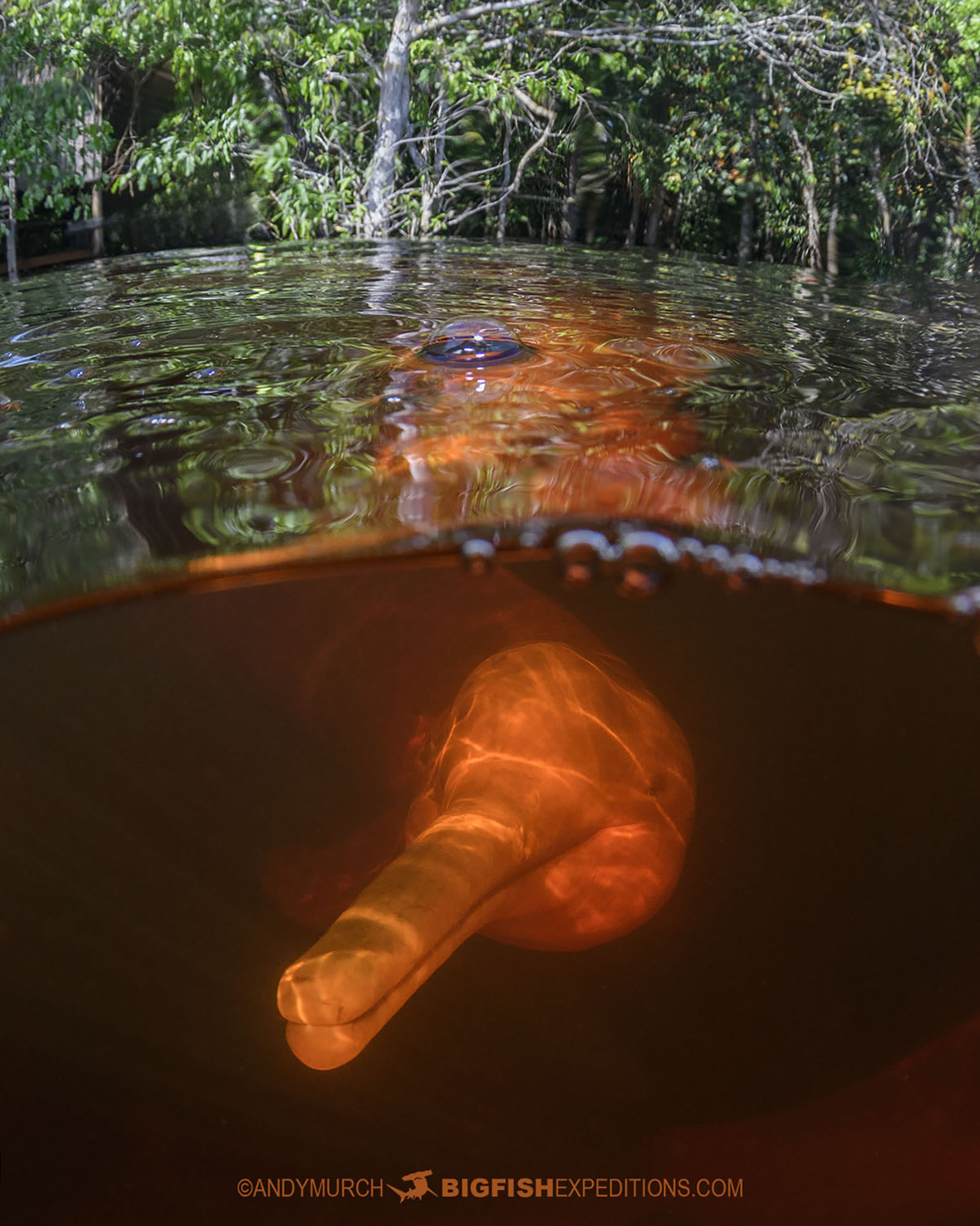 Snorkeling with Pink Dolphins in the Rio Negro in the Brazilian Amazon.