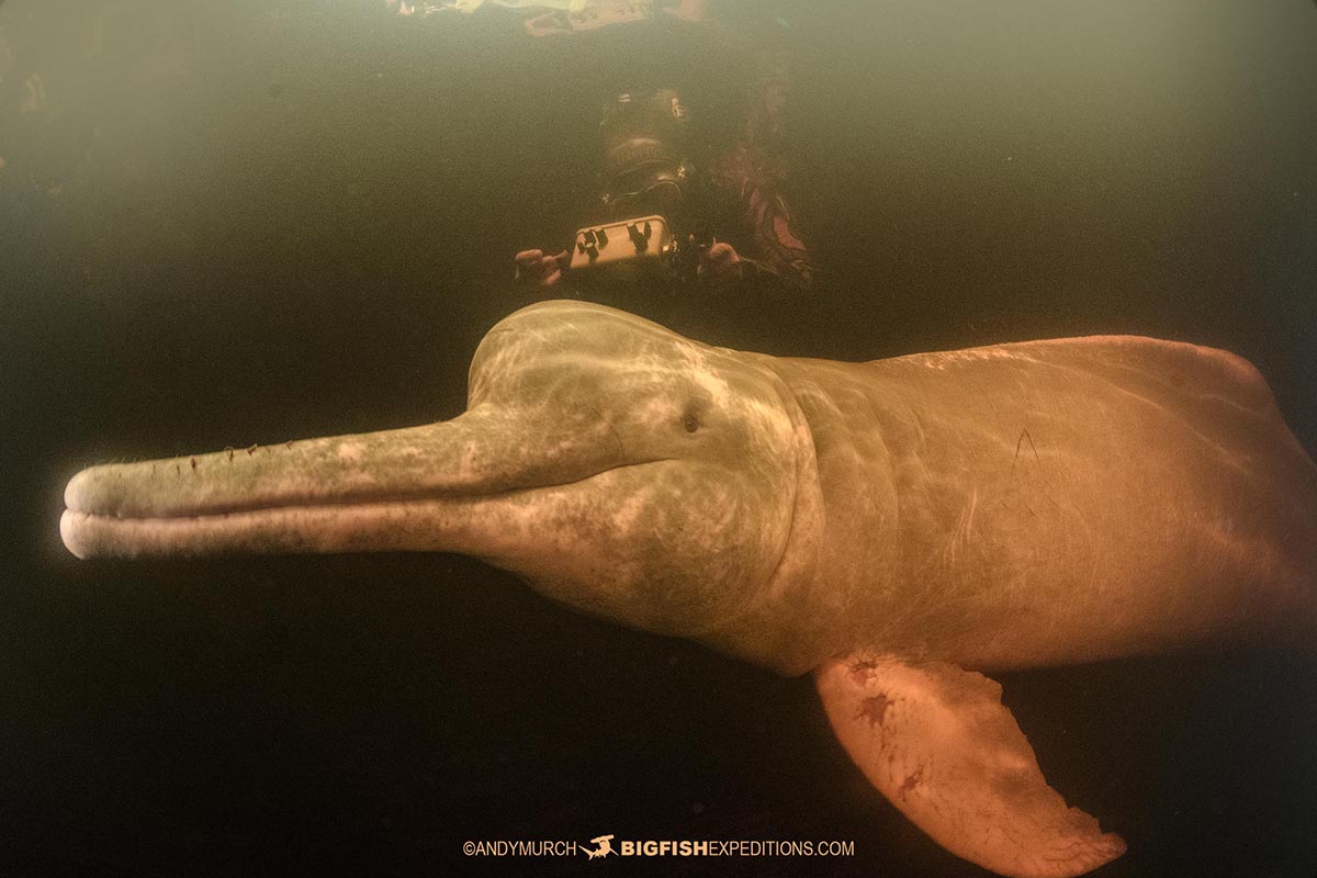 Snorkeling with Pink Dolphins in the Rio Negro in the Brazilian Amazon.