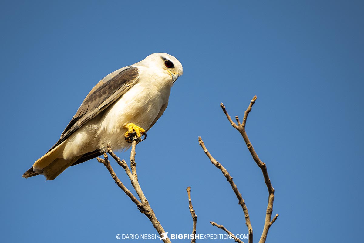 Bird watching and rhino photography tour in Kaziranga National Park, India.