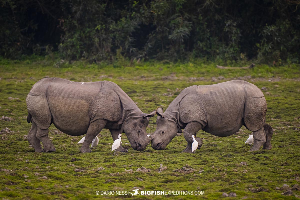 Indian Rhinos in Kaziranga National Park. Tiger Photography Tour.