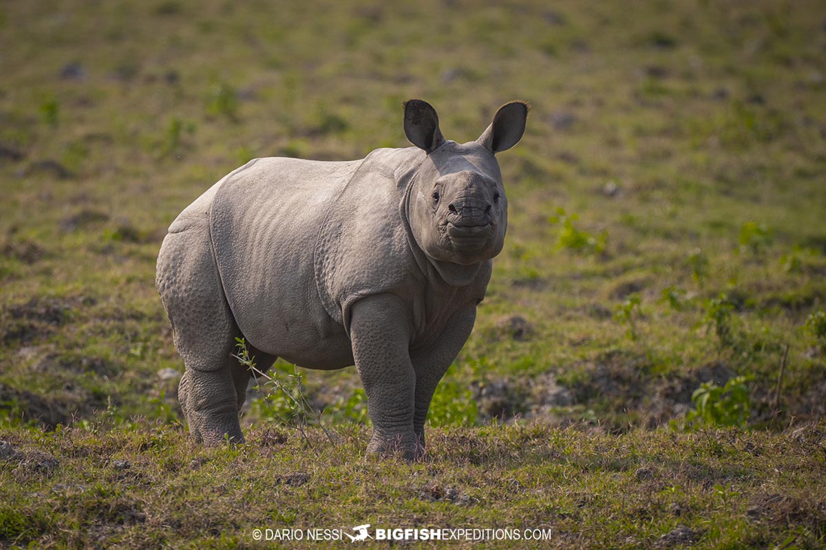 Indian Rhinos in Kaziranga National Park. Tiger Photography Tour.